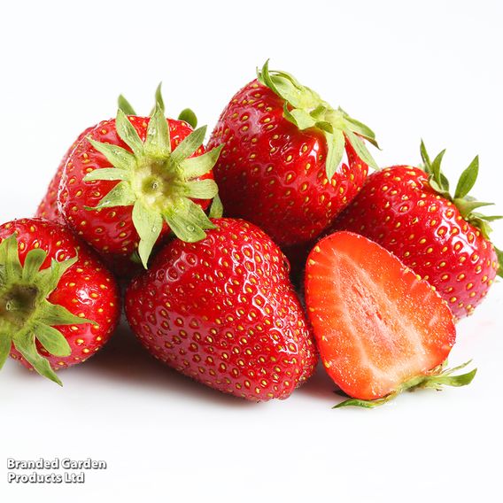 Strawberry 'Allegro' (Early Season)