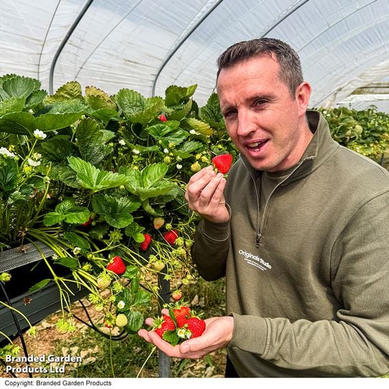 Strawberry 'Allegro' (Early Season)