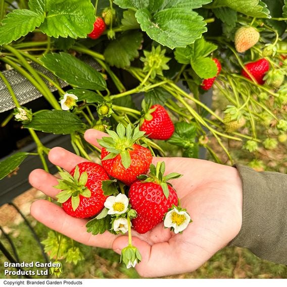 Strawberry 'Allegro' (Early Season)