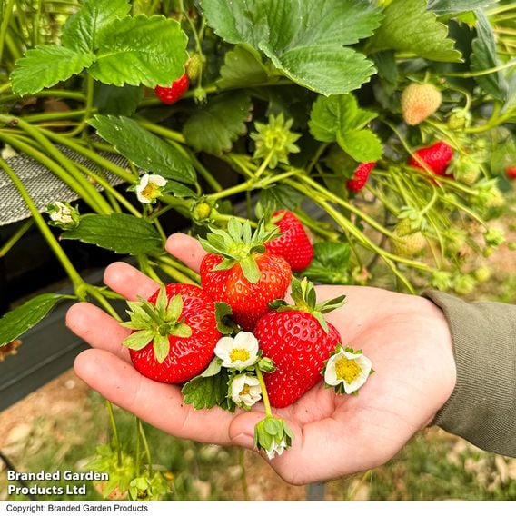 Strawberry 'Allegro' (Early Season)