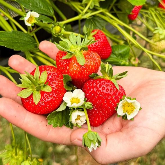 Strawberry Summer Long Collection