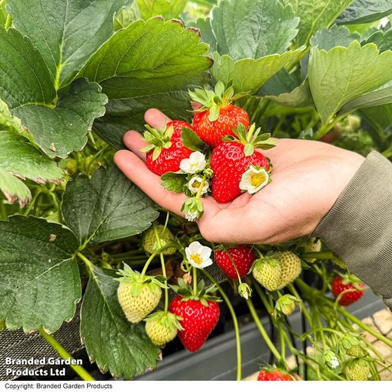 Strawberry 'Allegro' (Early Season)