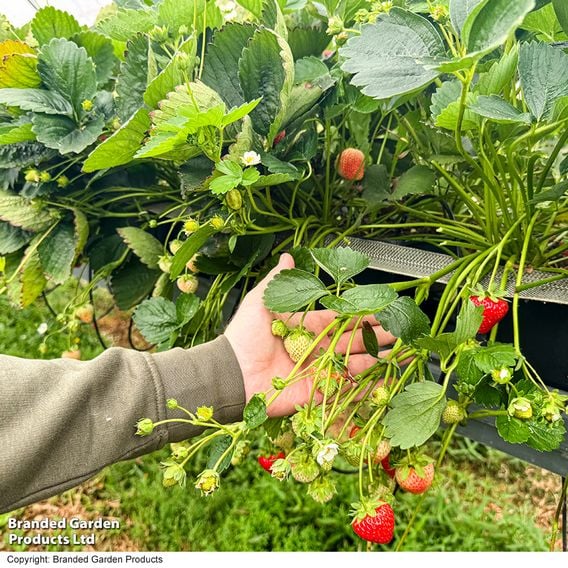 Strawberry 'Allegro' (Early Season)