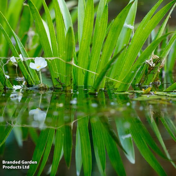 Stratiotes aloides (Floating Aquatic)