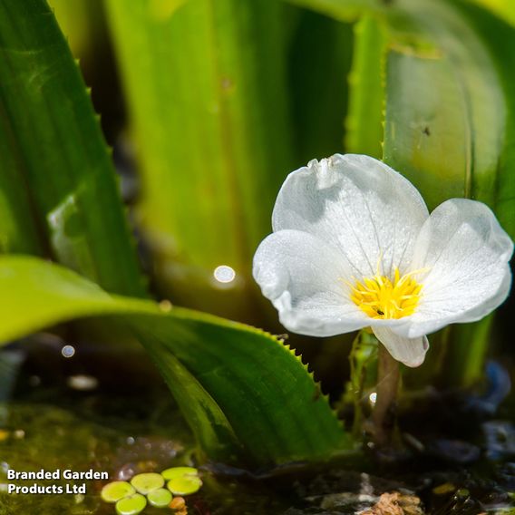 Stratiotes aloides (Floating Aquatic)
