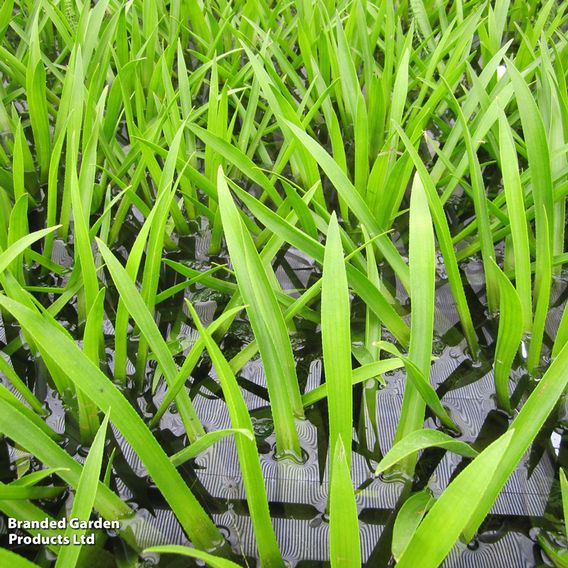 Stratiotes aloides (Floating Aquatic)