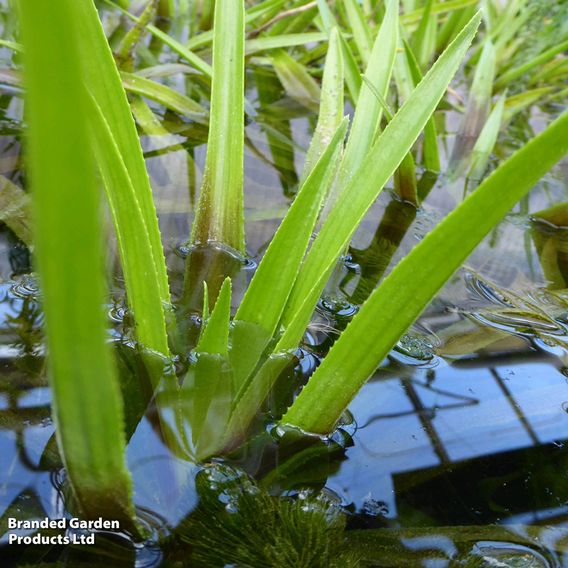 Stratiotes aloides (Floating Aquatic)