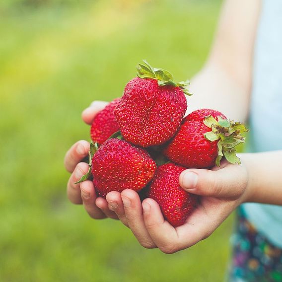 Strawberry Sweet Colossus