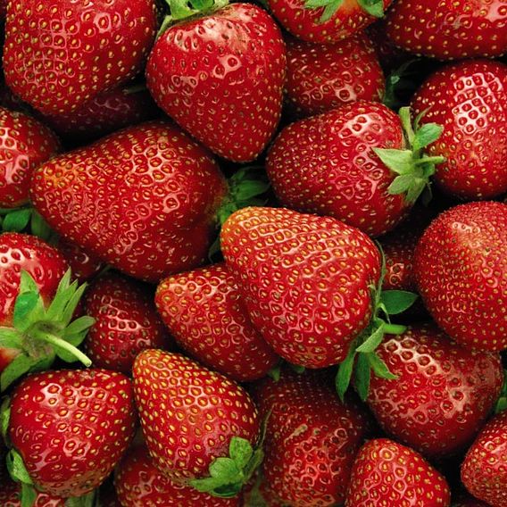 Strawberry Plants - Elsanta