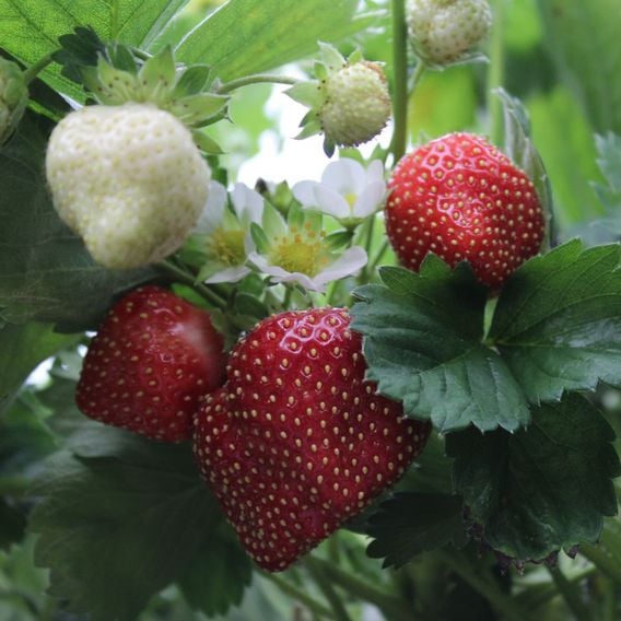 Strawberry 'Perfume Eternal Love'