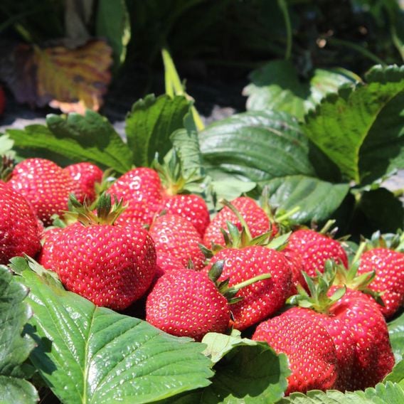 Strawberry 'Perfume Eternal Love'
