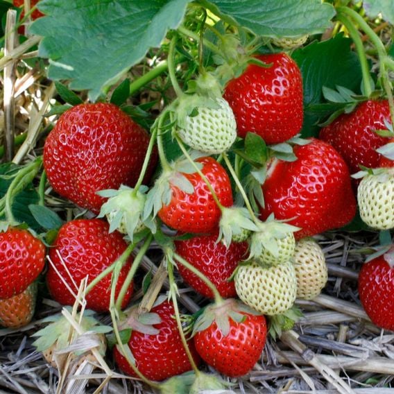 Strawberry Summer Long Collection