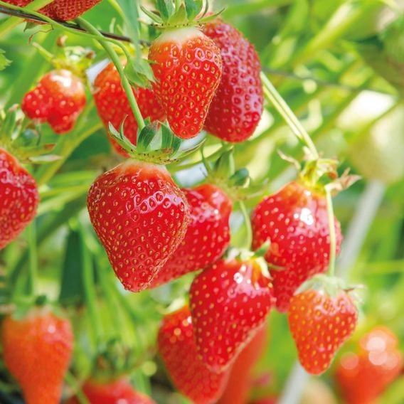 Strawberry Summer Long Collection