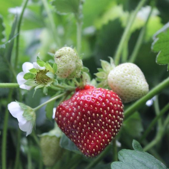 Strawberry 'Perfume Freeclimber'