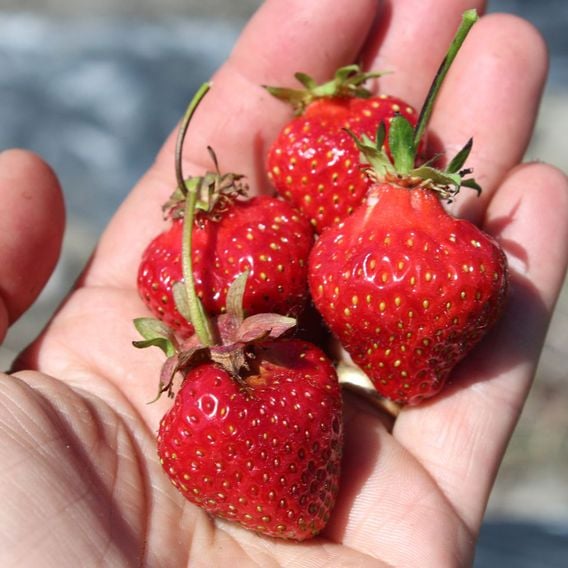 Strawberry 'Perfume Freeclimber'