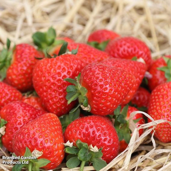 Strawberry 'Malling Ace'