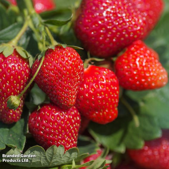 Strawberry 'Malling Centenary'