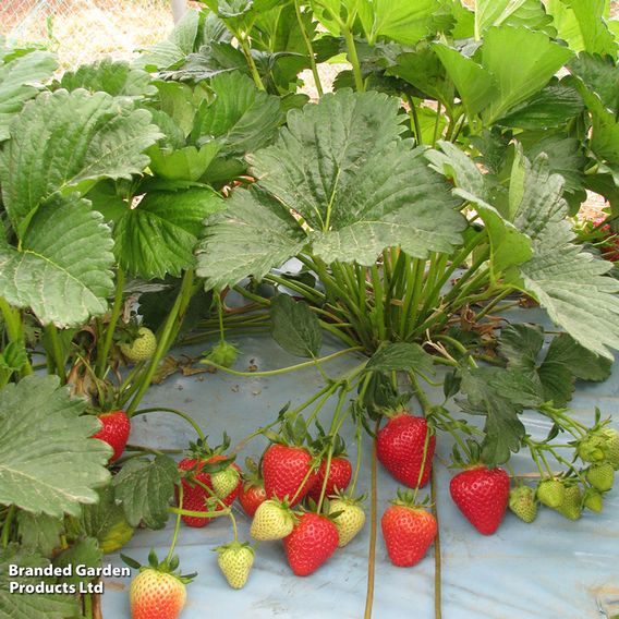 Strawberry 'Malling Centenary'