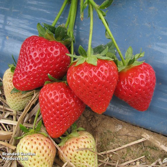 Strawberry 'Malling Centenary'