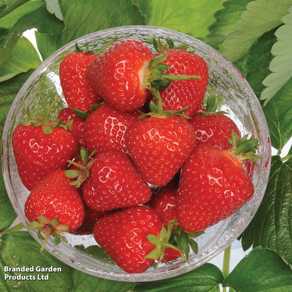 Strawberry 'Malling Centenary'