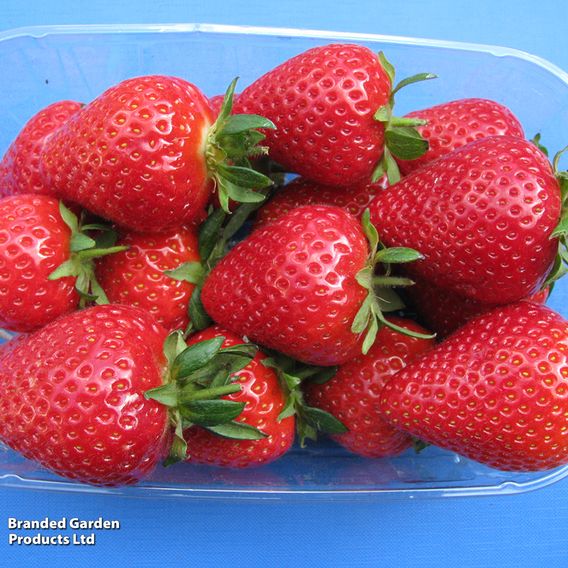 Strawberry 'Malling Centenary'