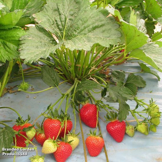 Strawberry 'Malling Centenary'