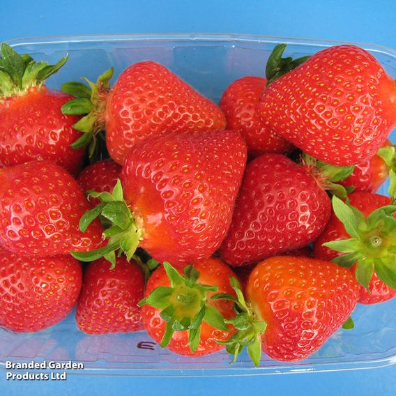 Strawberry 'Malling Centenary'