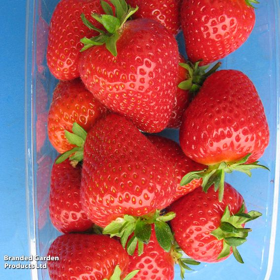 Strawberry 'Malling Centenary'