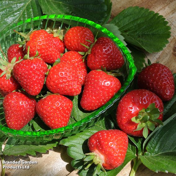 Strawberry 'Malling Centenary'
