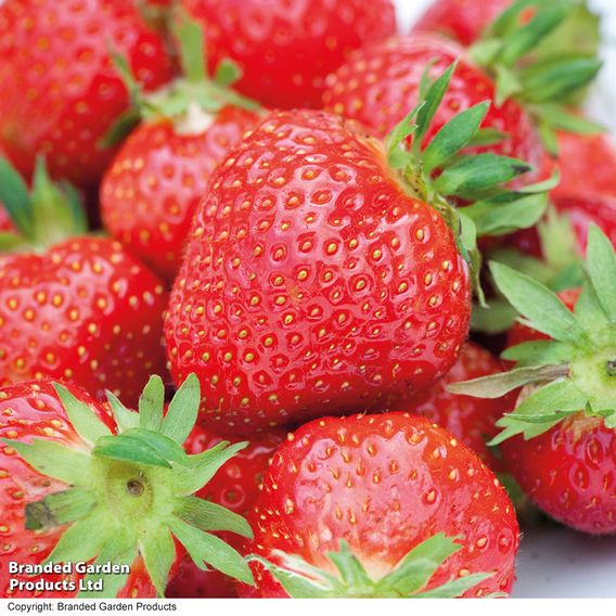 Strawberry 'Malling Centenary'