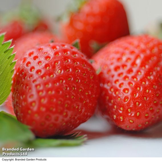 Strawberry 'Malling Centenary'