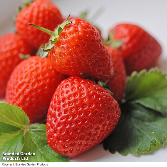 Strawberry 'Malling Centenary'