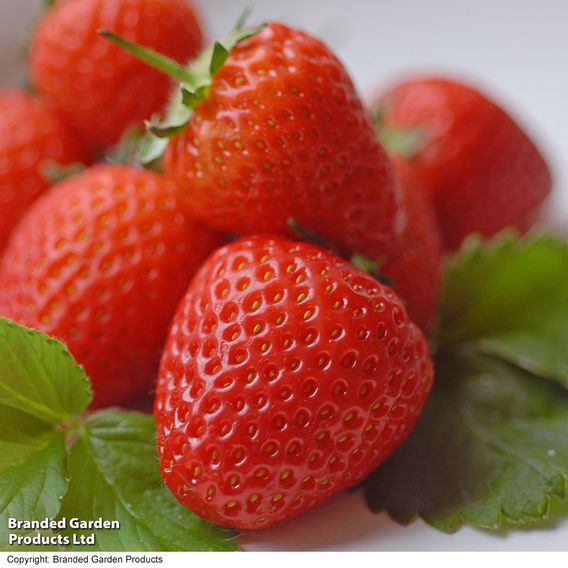 Strawberry 'Malling Centenary'