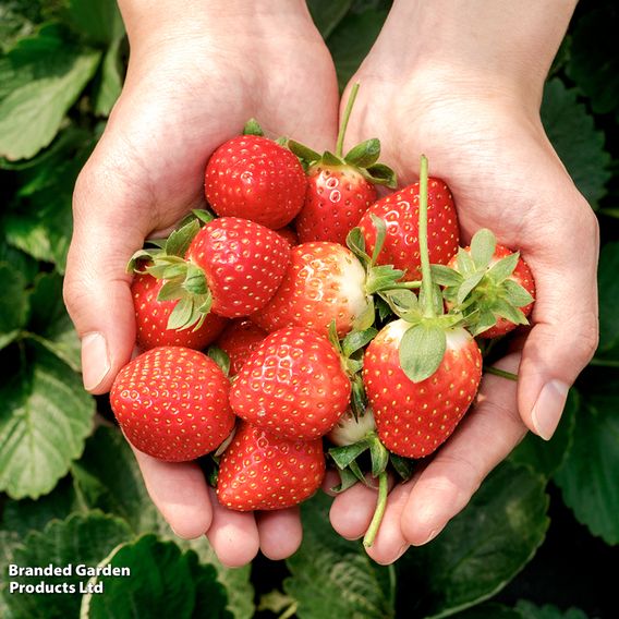 Strawberry 'Malling Centenary'