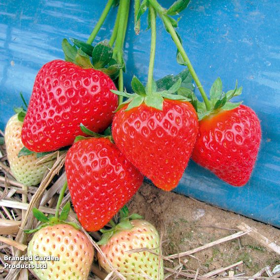 Strawberry 'Malling Centenary'