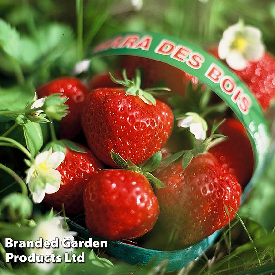Strawberry 'Mara des Bois'