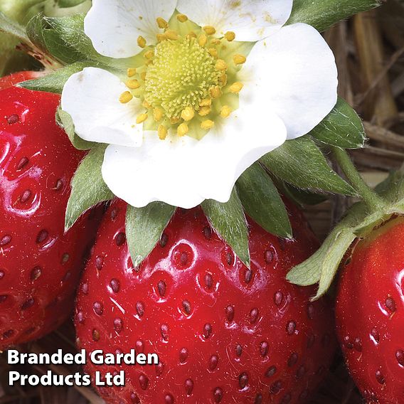 Strawberry 'Mara des Bois'