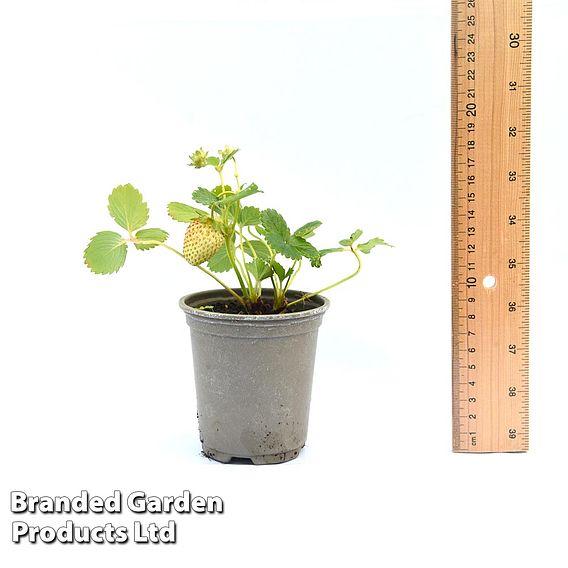 Strawberry 'Montana'