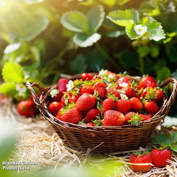 Strawberry 'Montana'