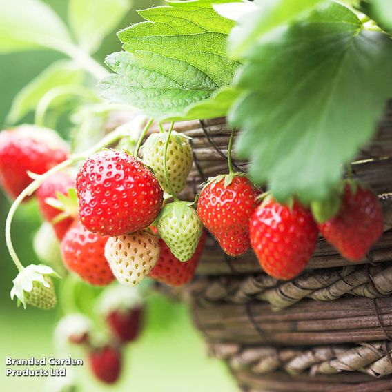 Strawberry 'Montana'