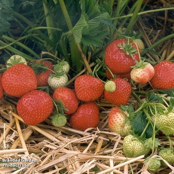 Strawberry 'Sonata'