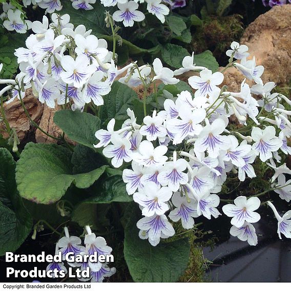 Streptocarpus 'Gwen'