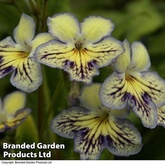 Streptocarpus 'Seren'