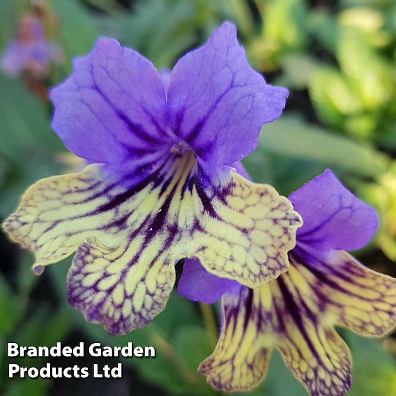 Streptocarpus 'Alexis'