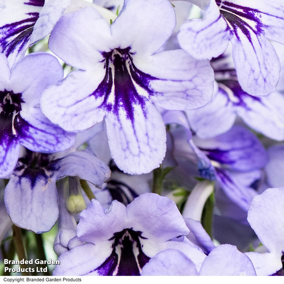Streptocarpus 'Betty'