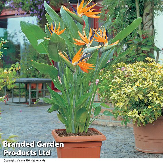 Strelitzia 'Bird of Paradise'