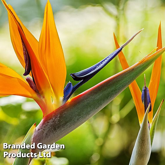 Strelitzia 'Bird of Paradise'