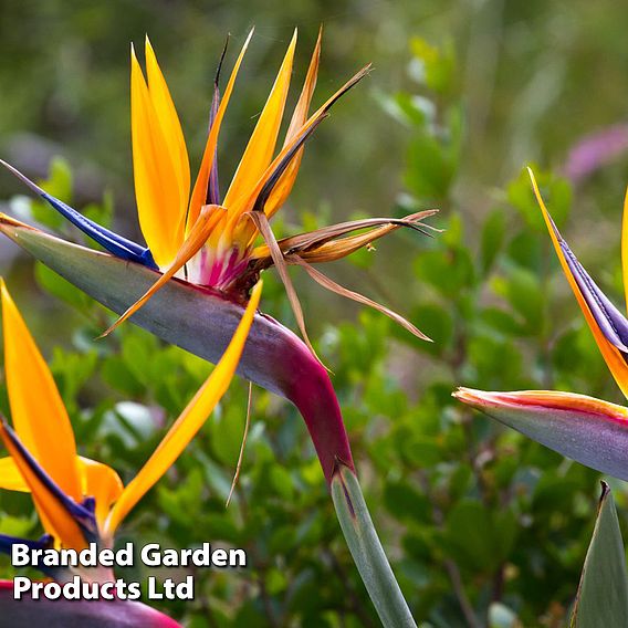 Strelitzia 'Bird of Paradise'