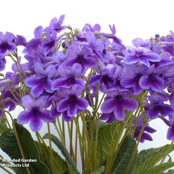 Streptocarpus 'Carys'