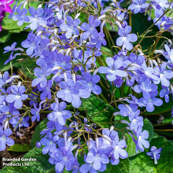 Streptocarpus 'Falling Stars'